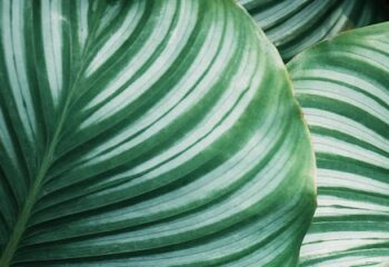 Information Asymmetry & How to Use It: The Climate Case ~ Worth