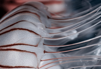 Inequality as Systemic Risk ~ Worth