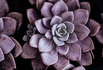 7 Questions for Suzette Hibble, SHE Photography