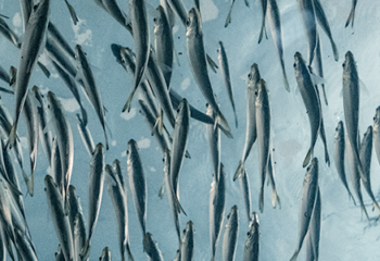 Investing in Gender Diversity: Beyond Board Representation ~ Fund Intelligence