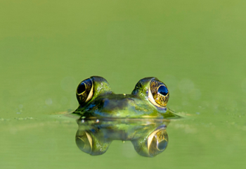 Green Alpha’s Impact Investing Methodology